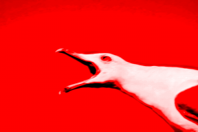 seagull